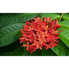 Image result for Ixora praetermissa