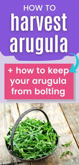 Chinensis ) flowers before the harvest don't have to mean total failure. How And When To Harvest Arugula Must Know Tip To Keep Your Arugula From Bolting Together Time Family