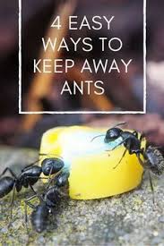 Carpenter ants can be one. 46 Diy Pest Control Ideas Pest Control Diy Pest Control Pests