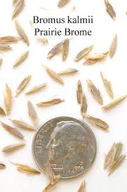 Image result for Bromus  kalmii