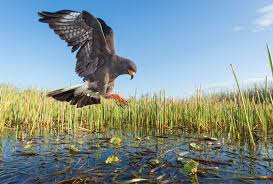 Image result for Kedrostis abdallai