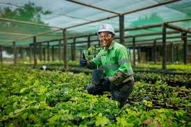 Image result for Mimusops obtusifolia