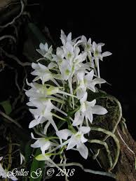 Image result for Mystacidium venosum