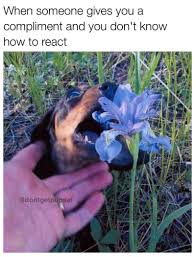 30 Dog Memes For A Positive Day Puppers Included Funny Animal Pictures Funny Animals Funny Animal Quotes