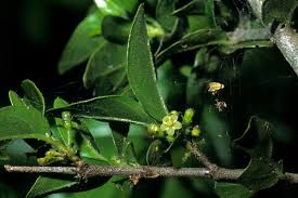 Image result for Bullockia setiflora