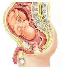 Omegaverse pregnancy