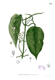 Image result for Ceropegia paricyma