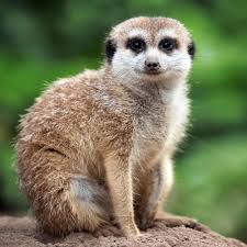 Buy 2x Casio G-shock Spring Bars: Stainless Steel Band Pins (16mm) Online  in India