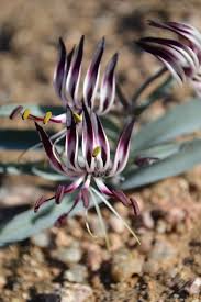 Image result for Ornithoglossum