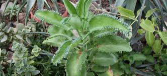 Ésta (la medicina ayurvédica) por si no lo sabías, es una medicina empleada según la. No La Planta Kalanchoe No Ha Demostrado Ser Buena Contra El Cancer Y Su Consumo Puede Causar Serios Efectos Secundarios Maldita Es
