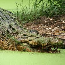 Pin On Marinebio Conservation Society