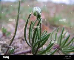 Image result for Mesanthemum radicans