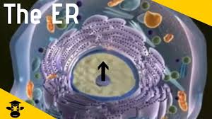The explosion of knowledge brought about by improvements in microscopy, biochemistry, and genetics has led to a depth of understanding of cell structure and function undreamed of by the earliest. The Endoplasmic Reticulum The Transportation System Of The Cell Youtube