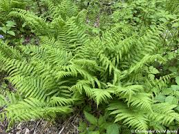 Image result for Deparia