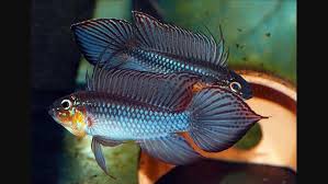 Apistogramma Elizabethae Freshwater Fish Aquarium Fish Fish