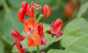We did not find results for: Care Free Vines Hints For Growing Scarlet Runner Bean Smart Tips
