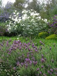 Lavender, such as cultivars of tender l. Companion Planting In The Rose Garden Sa Garden And Home