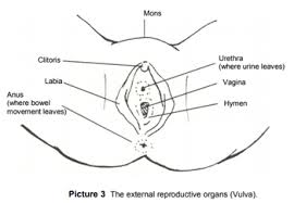 The key parts of the female breast include: Body System Reproductive Female
