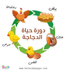 رسم دورة حياة الحيوانات للاطفال مراحل نمو الحيوان بالصور بالعربي نتعلم Mario Characters Character Fictional Characters