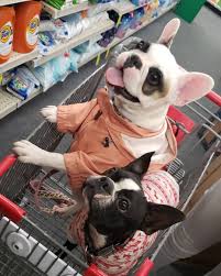 Cvs Run With My Favorite Cousin Quincybostonterrier Frenchies Frenchiesofinstagram Frenchiesociety In 2020 French Bulldog Bulldog Boston Terrier