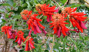 Image result for Erythrina