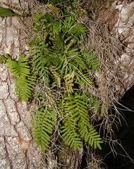 Image result for Pleopeltis  × simiana