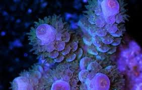 Image result for Peponium sp. A