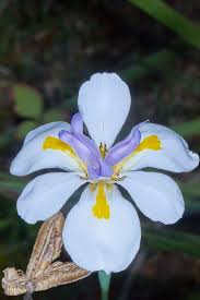 Image result for Dietes flavida