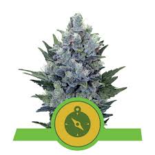 We did not find results for: Northern Light Automatic Cannabissamen Royal Queen Seeds