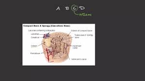 It forms the shaft or diaphysis of long bones. Solved Compact Bone Is Composed Of A Trab