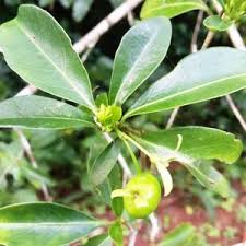 Image result for Mikaniopsis