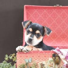 (aus > san marcos) pic. 63 Chihuahua Puppies For Sale In Texas Craigslist L2sanpiero