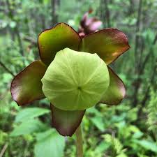 This page features 20 of my favorite short stories with questions.these reading activities are perfect for classroom use. Tessa Fontaine The Limits Of Perception Trust Techniques In Nonfiction 6 1 Assay A Journal Of Nonfiction Studies