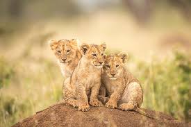 We have an extensive collection of amazing background images carefully chosen by our. Hd Wallpaper Cats Lion Baby Animal Cub Wildlife Wallpaper Flare