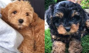 Cavapoo puppies can take on the physical attributes of either cavalier king charles spaniels or poodles, and it's hard to predict which breed they'll take after more. Cavapoo Breeders In Alberta Canada Cavapoo World