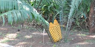 Image result for Encephalartos villosus
