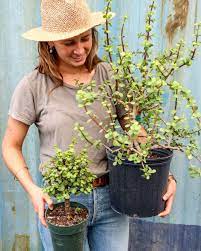 Portulacaria Afra Aurea Dwarf Jade Elephant Food Elephant Plant Miniature Jade Small Leaf Jade Spekboom Elephant Bush Elephant Plant Portulacaria Afra Elephant Food