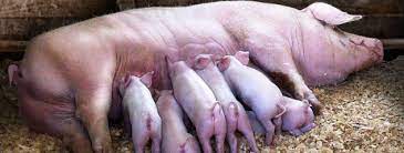 We did not find results for: Purcei Rase De Carne Export Olanda Germania