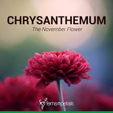 Other inspiration for names can be found by looking at the sign of the zodiac (for seasonal designs), the colours used and the flower varieties. Know More About Chrysanthemum The November Flower