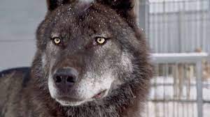 Black Canadian Wolf Wolf Dog Hybrid Dogs Wolfdog Hybrid