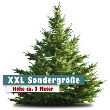 Ab wann kann man einen weihnachtsbaum kaufen jetzt oder kurz vor dem fest : Nordmanntanne Weihnachtsbaum 3 Meter Online Im Internet Kaufen