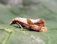 Image result for Cochylidia implicitana