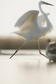 Black And White Bird Florida Great Egret Nn15201 Beautiful Birds Animals Beautiful Pet Birds