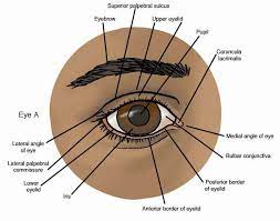 The Line Of Reflection Is Also Found Between The Eyeball And The Upper Eyelid Superior Conjunctival Fornix Best Eye Drops Stye Treatment Subcutaneous Tissue
