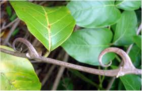 Image result for Hunteria myriantha