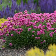 Plant en masse, in a patio container or place them between shrubs in the landscape. Photo Essay Extremely Drought Tolerant Perennials Perennial Resource