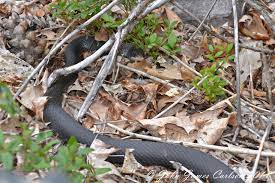 Northern Black Racer Black Racer Photo Racer
