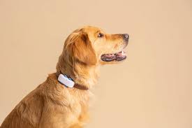 On The Right Track: Answering Your Questions About Dog GPS Trackers