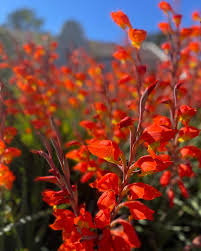 Image result for Gladiolus dalenii