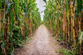 Best Corn Mazes In The U S For 2020 Ranked